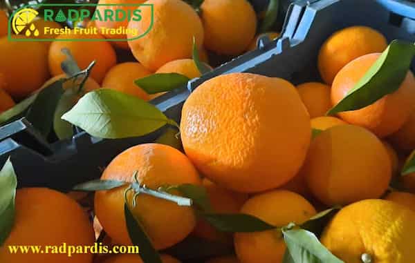 تصویر 1 از خرید پرتقال تامسون شمال + قیمت فروش استثنایی